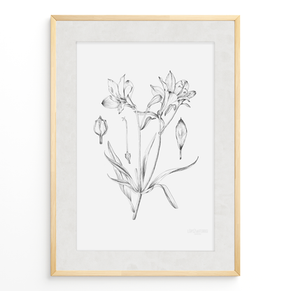 Astromelia B&N