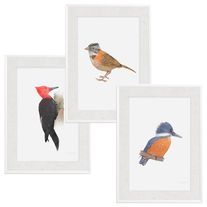 Pack Aves