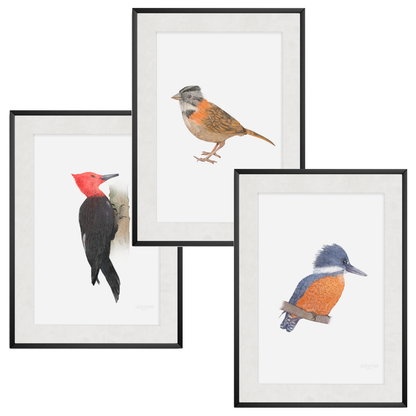 Pack Aves