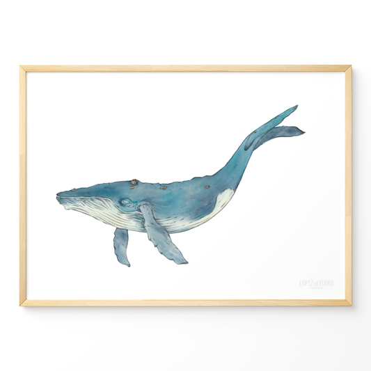 Ballena