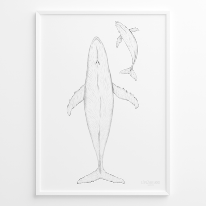 Ballena Azul B&N