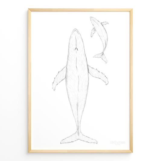 Ballena Azul B&N