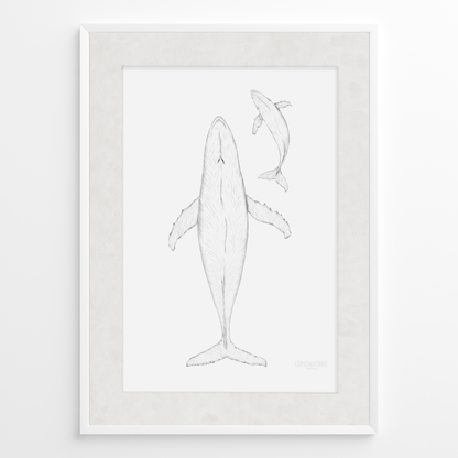 Ballena Azul B&N