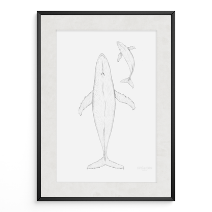 Ballena Azul B&N