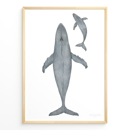 Ballena Azul