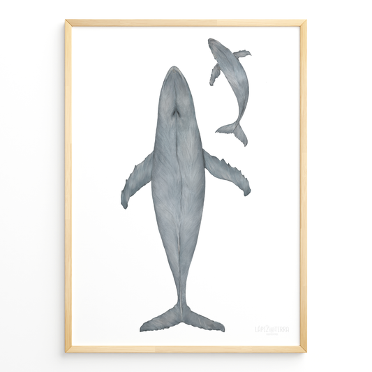 Ballena Azul
