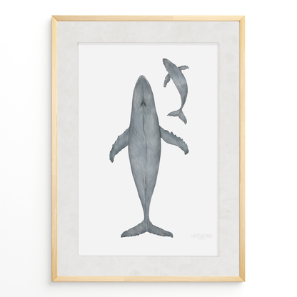 Ballena Azul