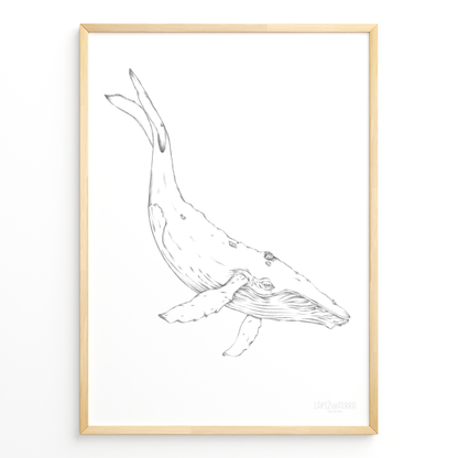 Ballena B&N