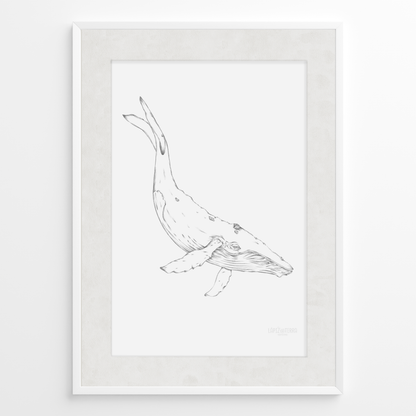Ballena B&N