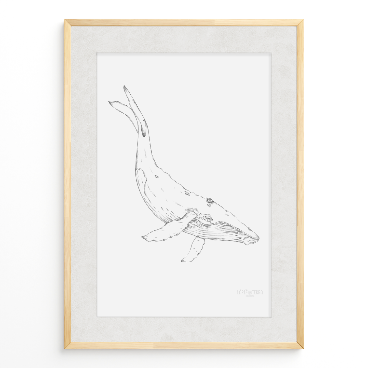 Ballena B&N