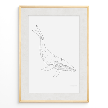 Ballena B&N