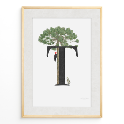 Letra & Araucaria