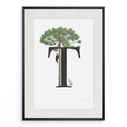 Letra & Araucaria