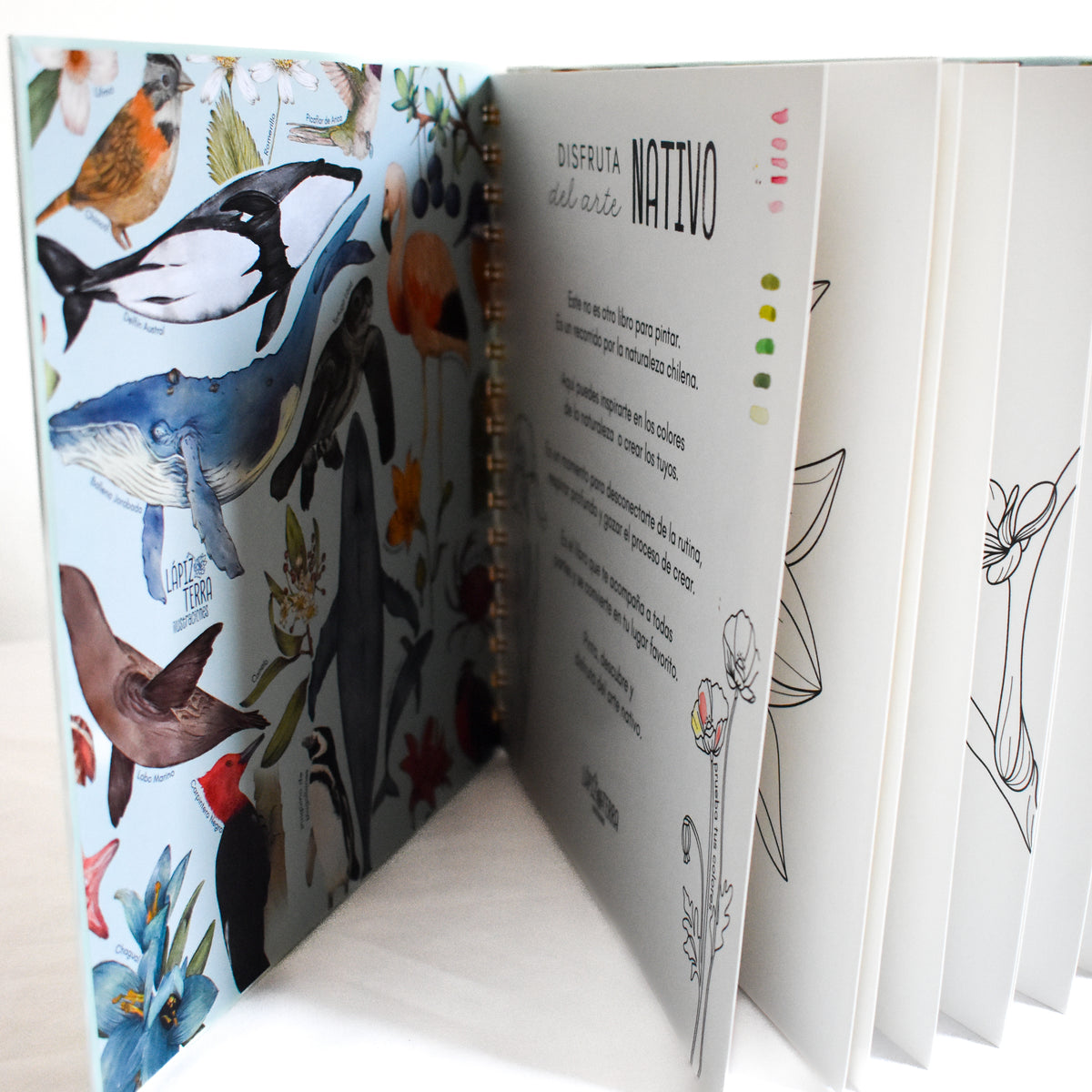 Coloring Book Nativo