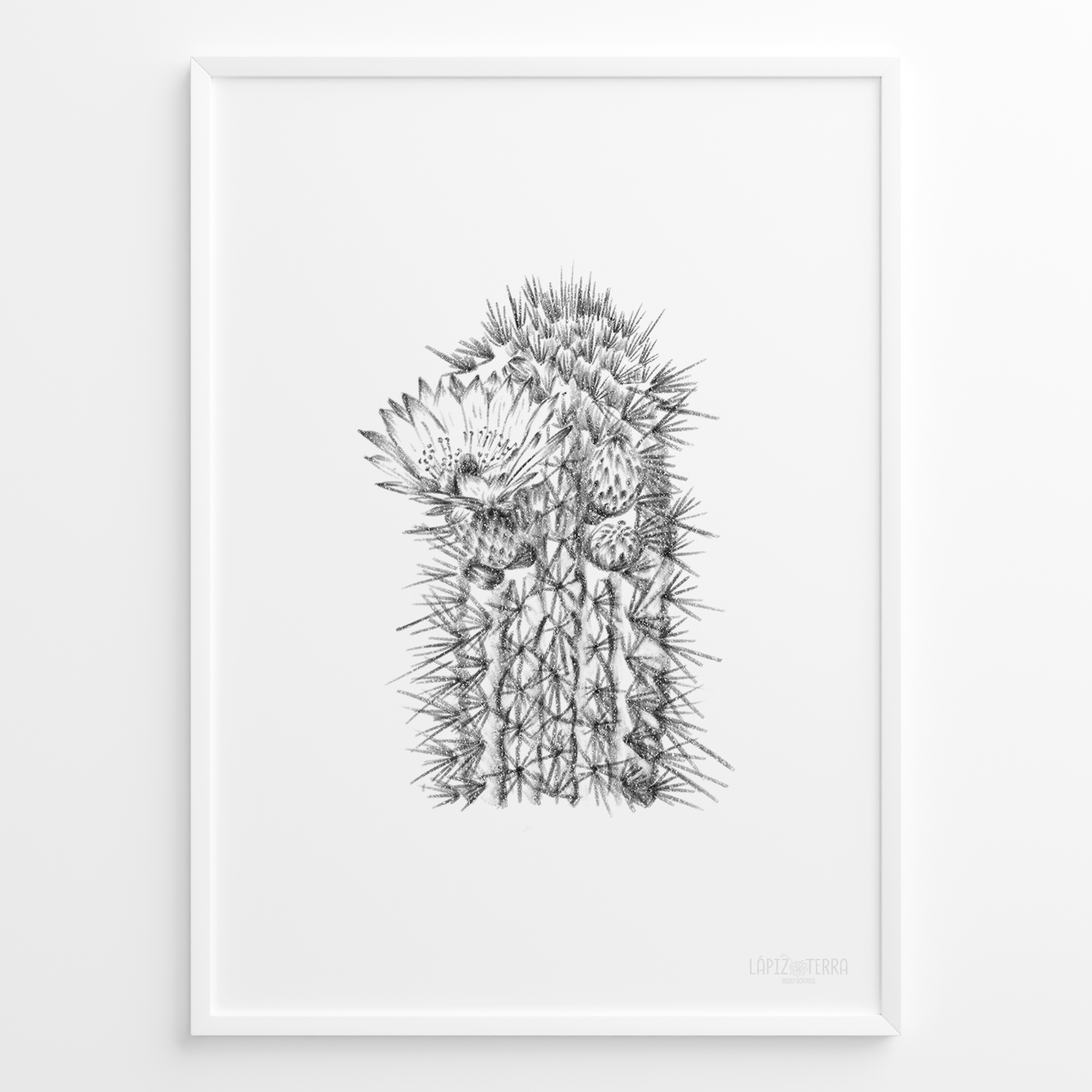 Cactus