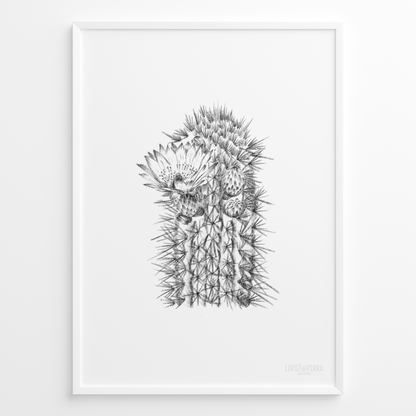Cactus