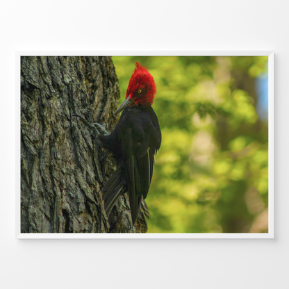 Carpintero del bosque