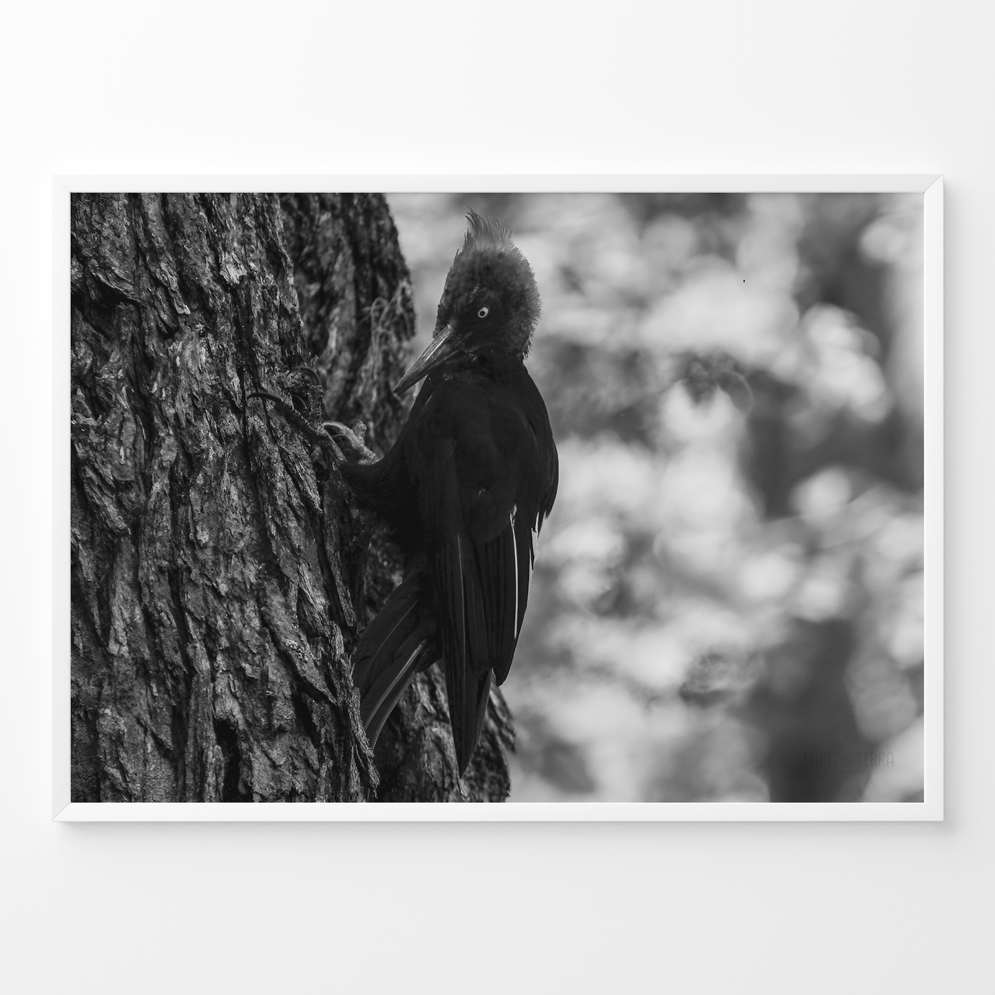 Carpintero del bosque B&N