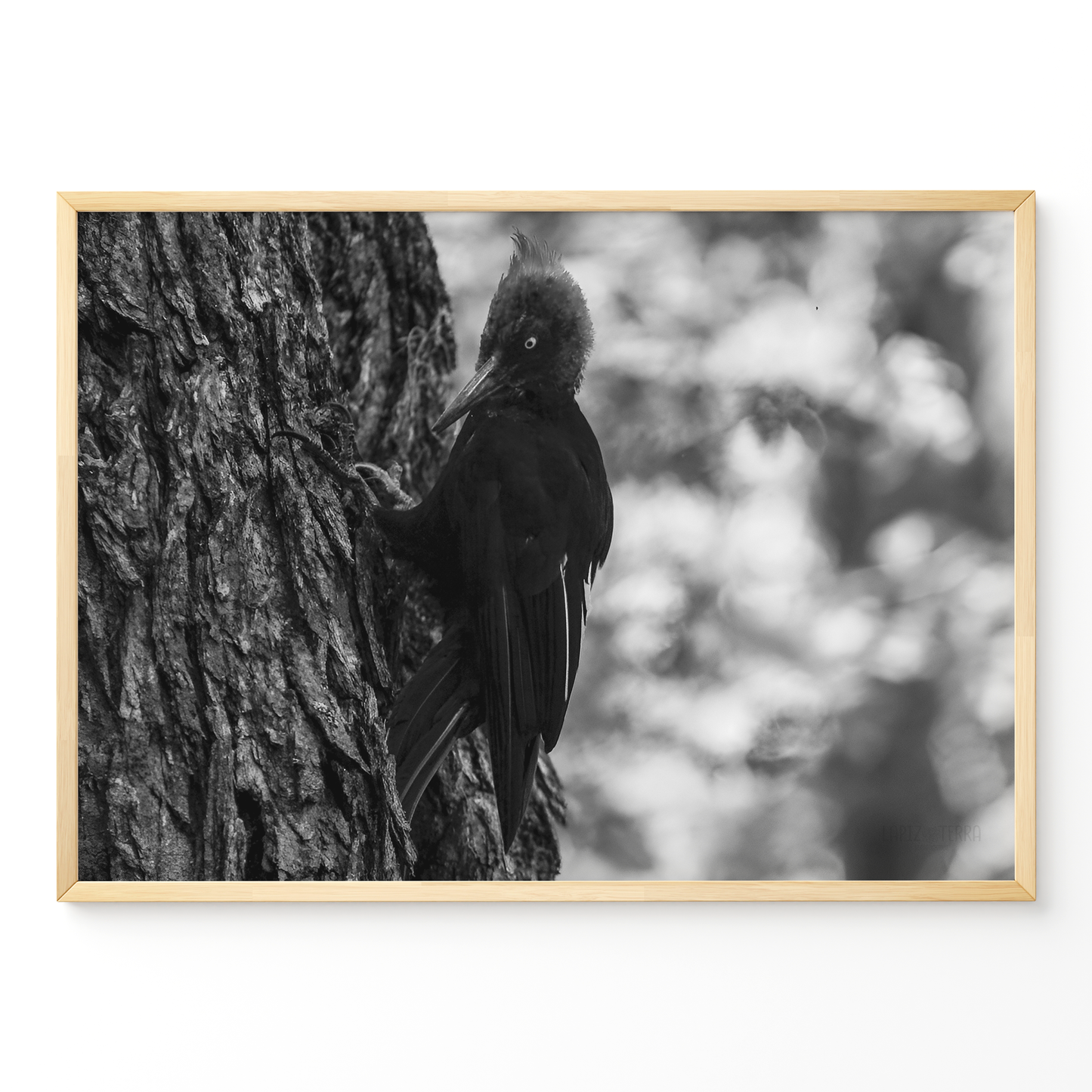 Carpintero del bosque B&N