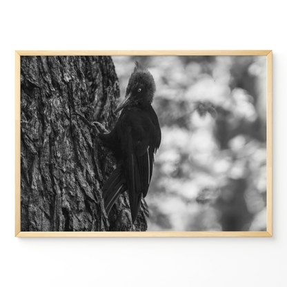 Carpintero del bosque B&N