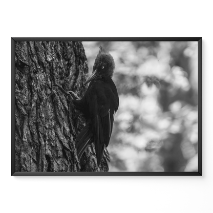 Carpintero del bosque B&N