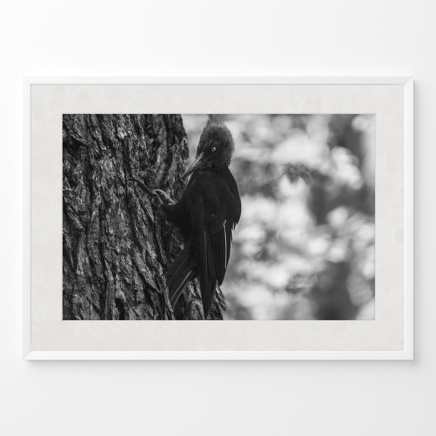 Carpintero del bosque B&N