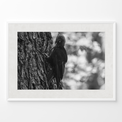 Carpintero del bosque B&N