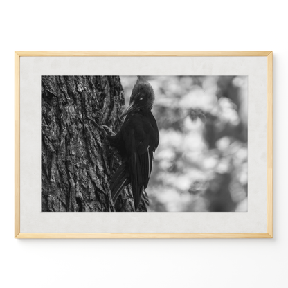 Carpintero del bosque B&N