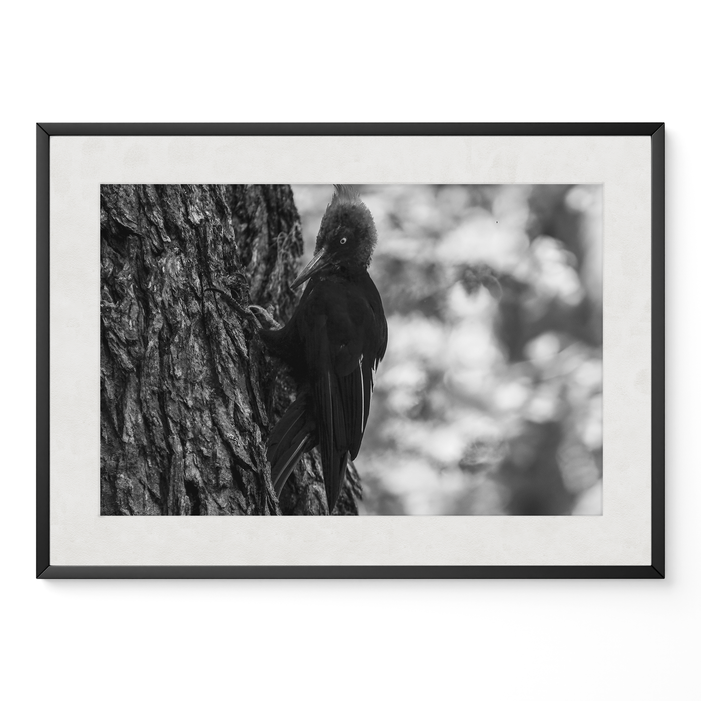 Carpintero del bosque B&N