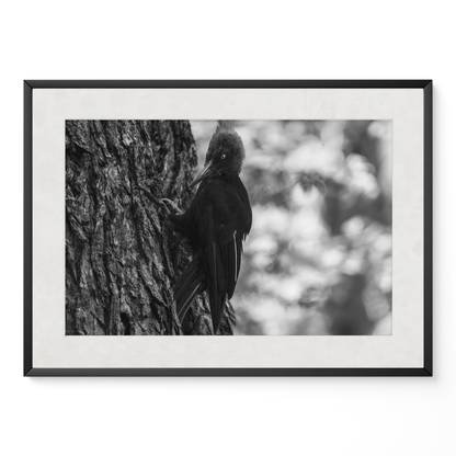 Carpintero del bosque B&N