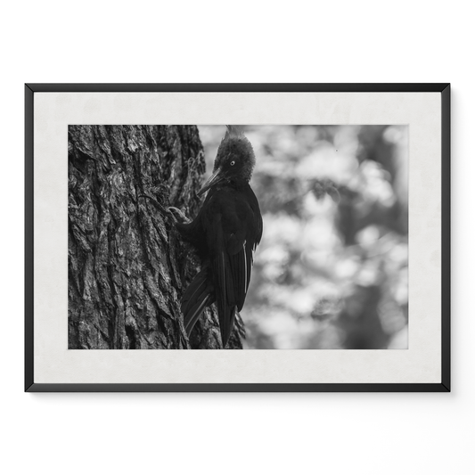 Carpintero del bosque B&N