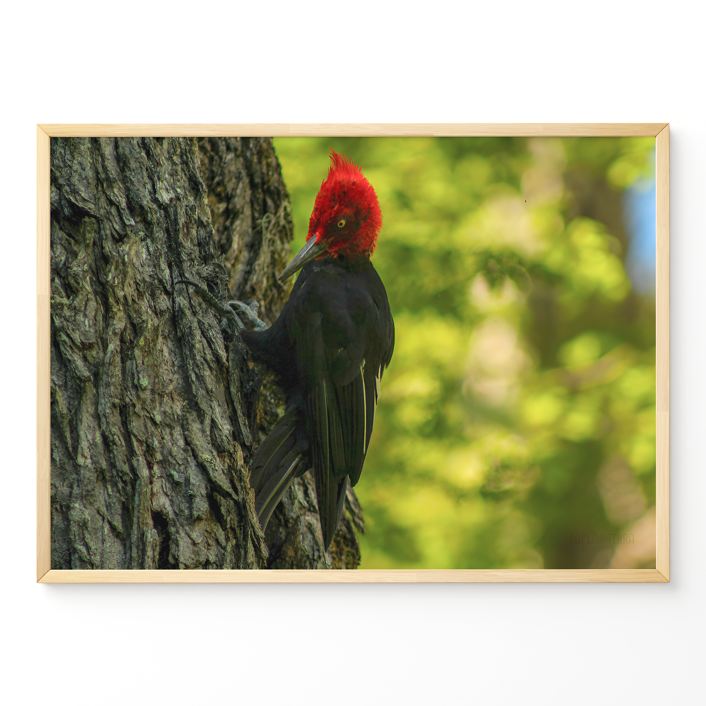 Carpintero del bosque