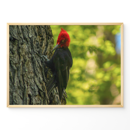 Carpintero del bosque