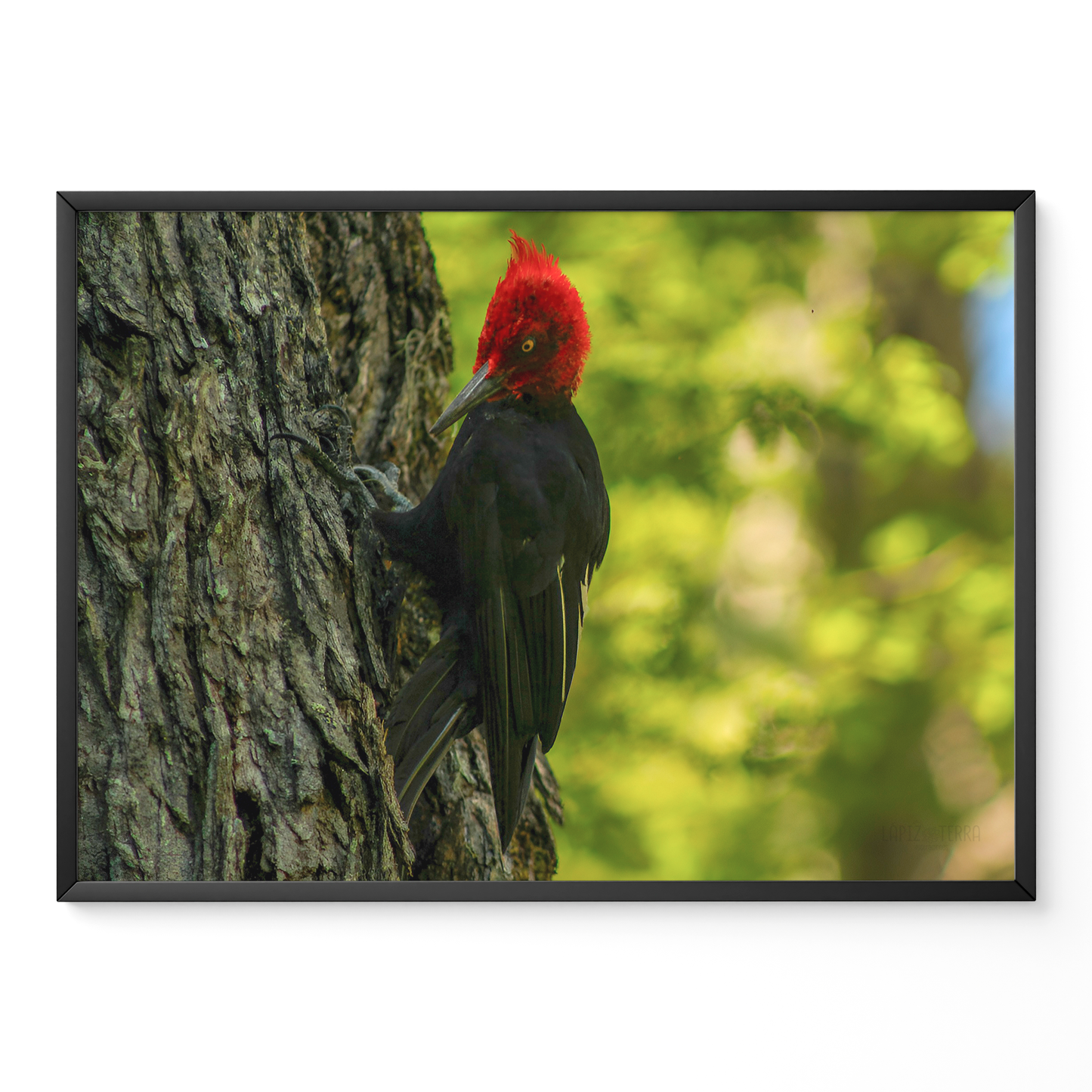 Carpintero del bosque