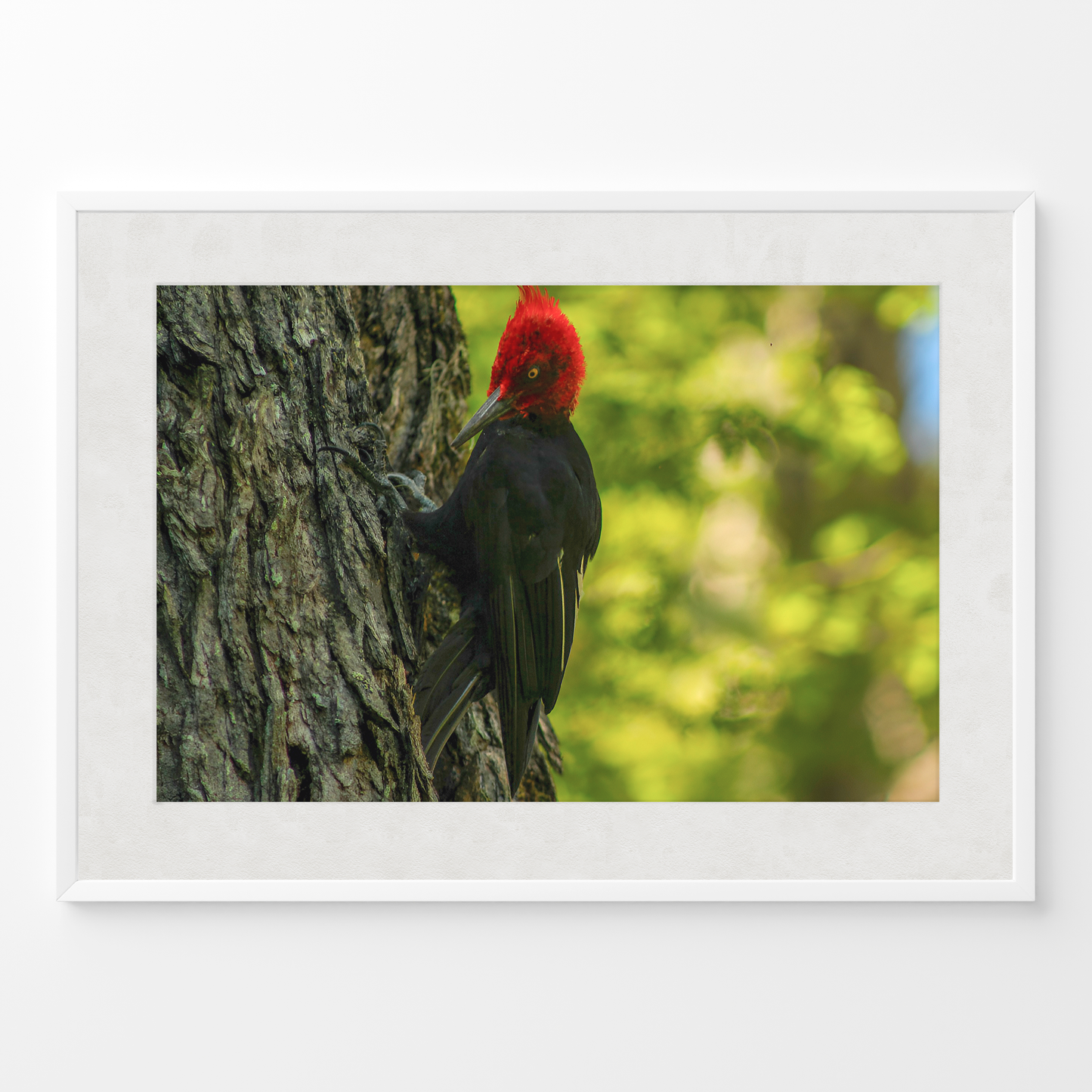 Carpintero del bosque