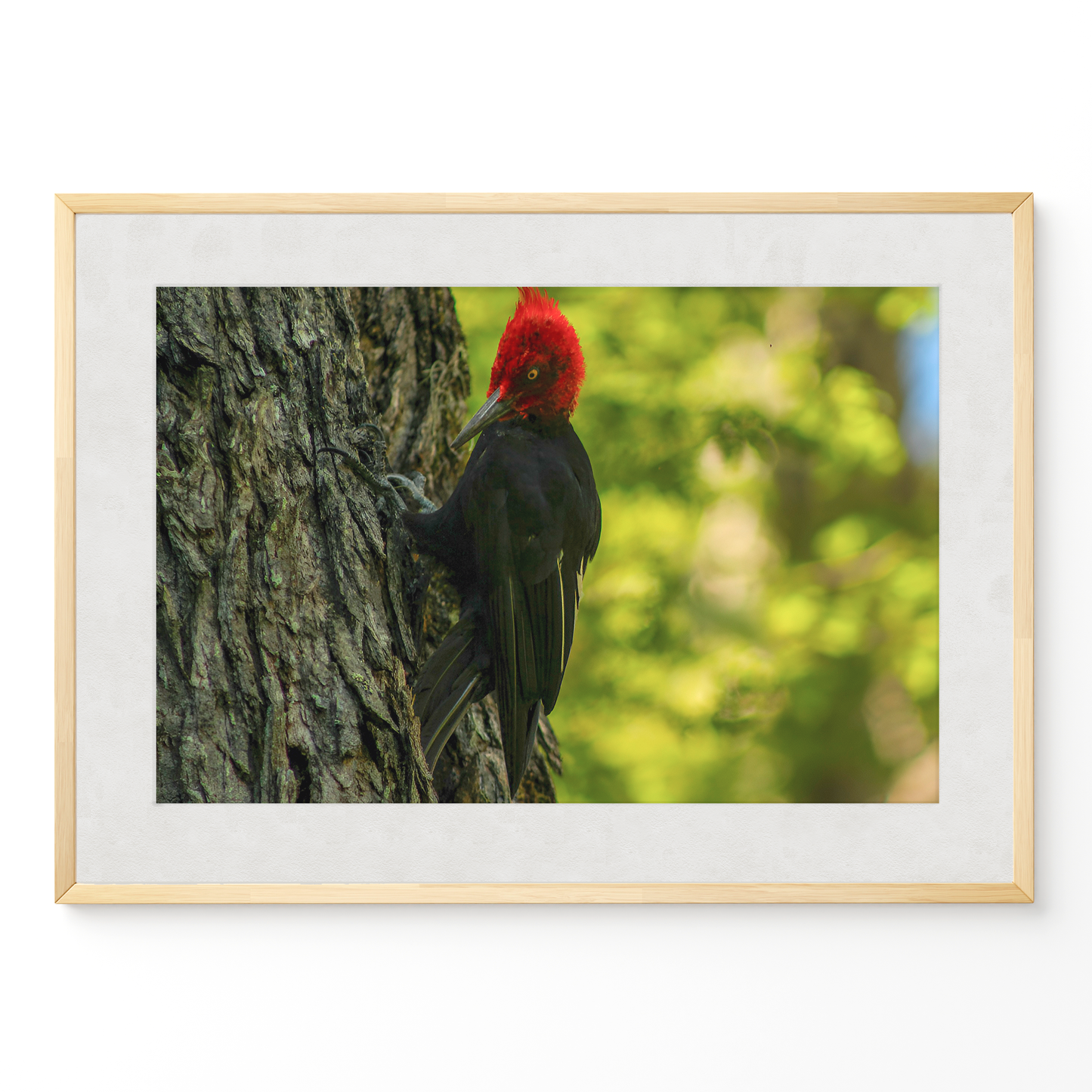 Carpintero del bosque