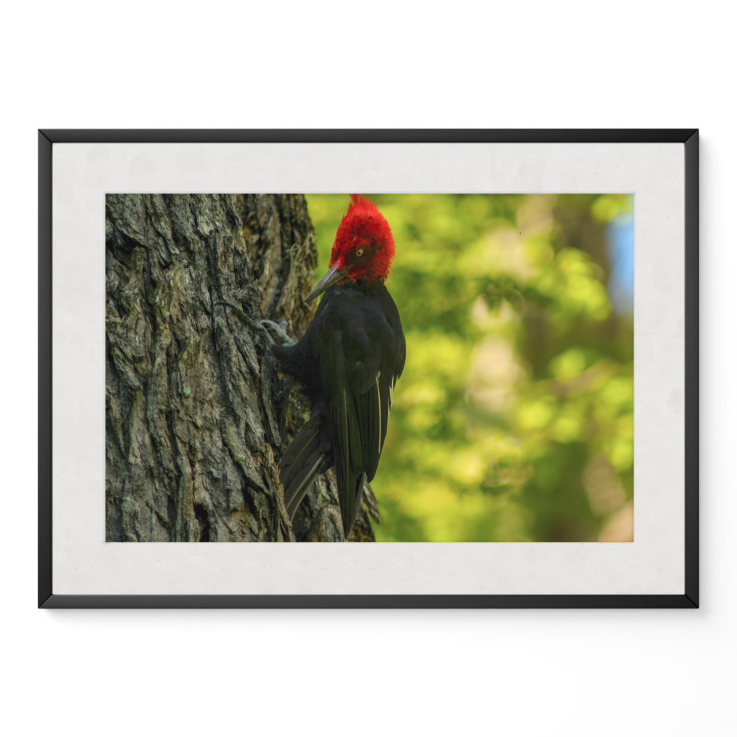 Carpintero del bosque