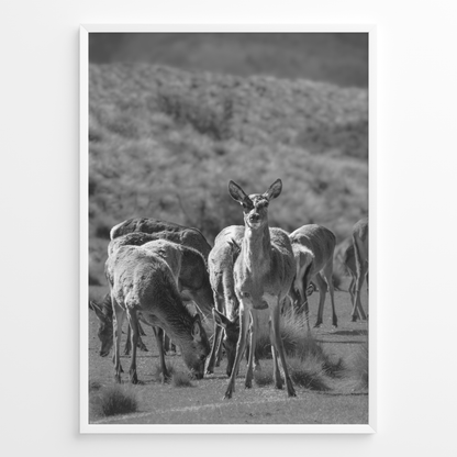 Ciervo del Valle B&N