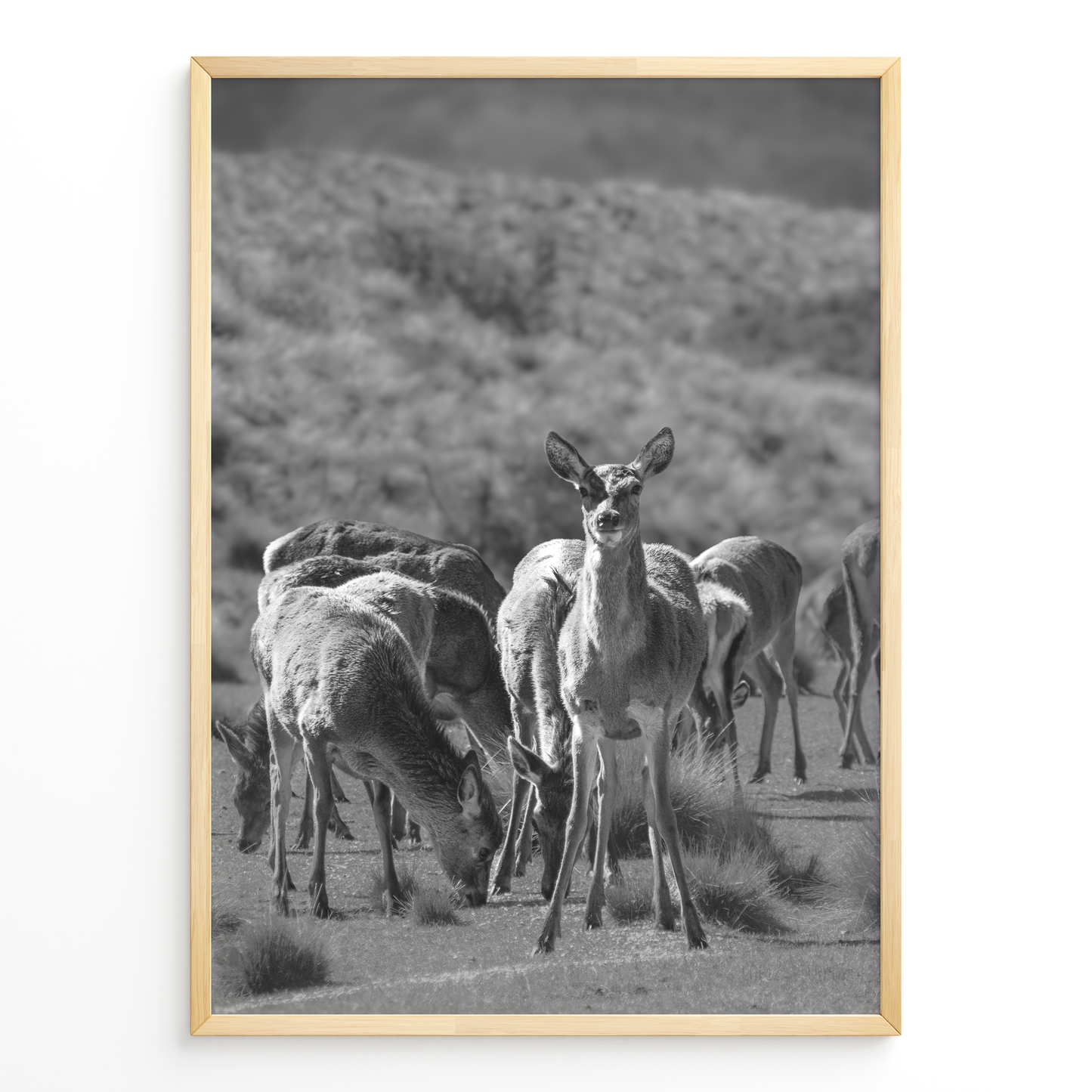 Ciervo del Valle B&N