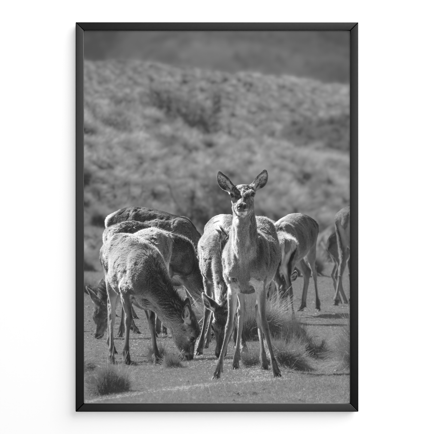 Ciervo del Valle B&N