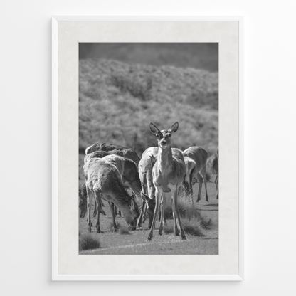 Ciervo del Valle B&N