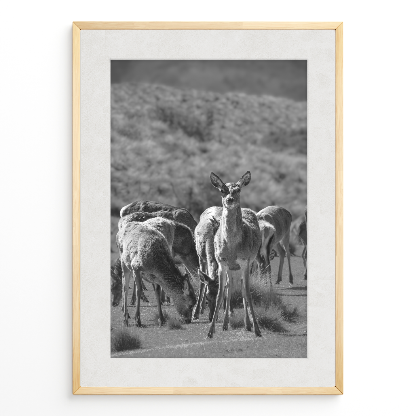 Ciervo del Valle B&N