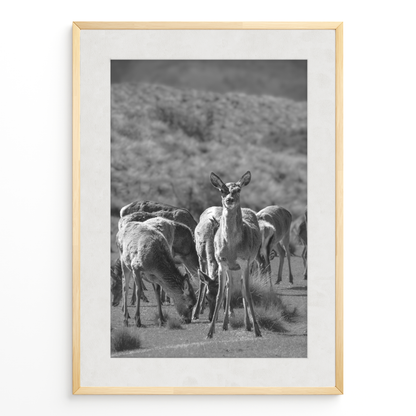 Ciervo del Valle B&N