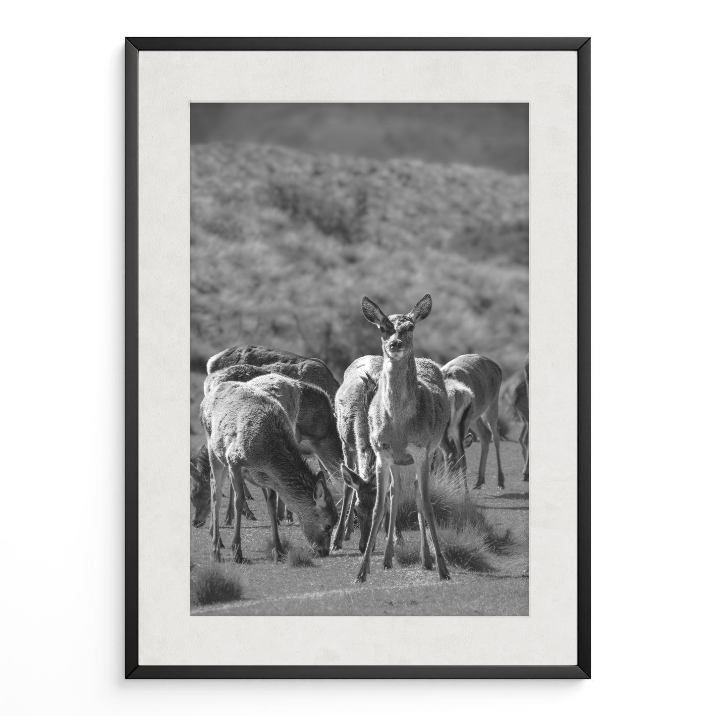 Ciervo del Valle B&N