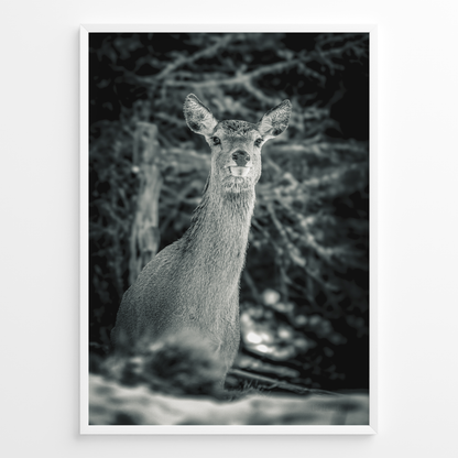 Ciervo del silencio B&N