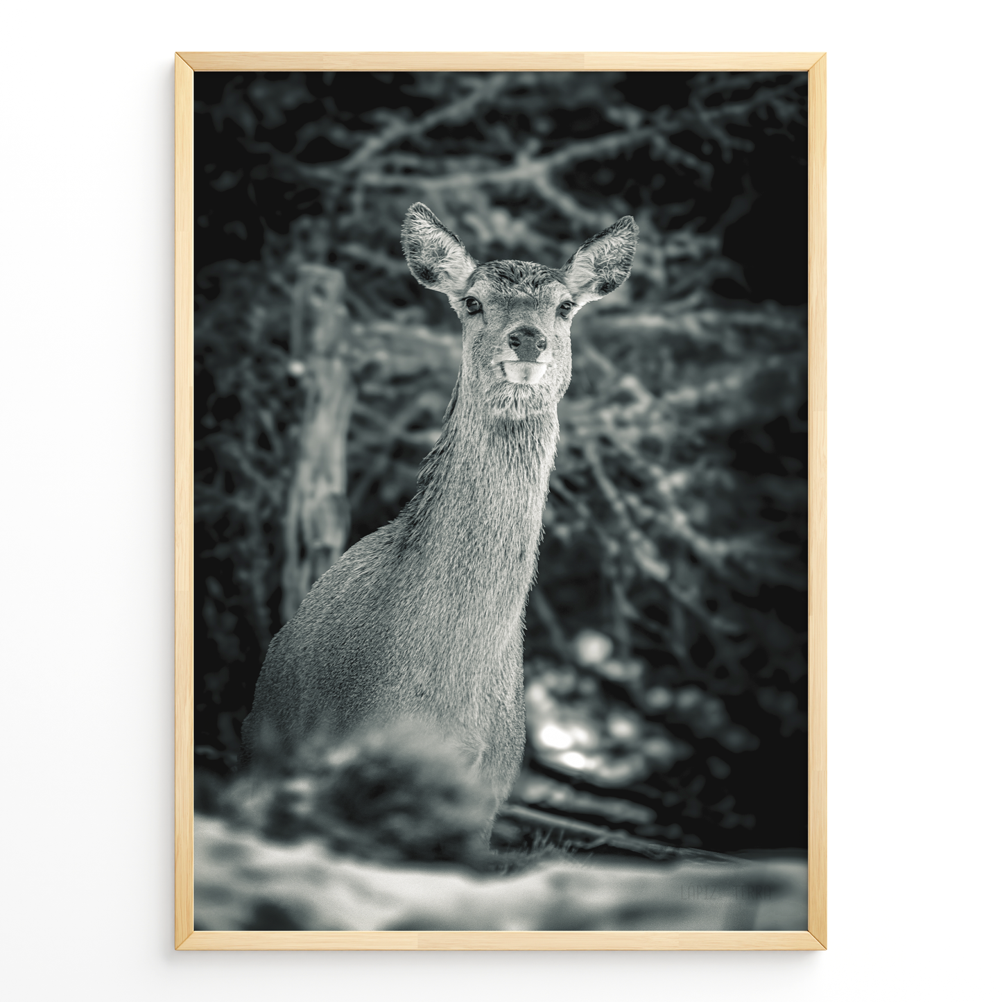 Ciervo del silencio B&N