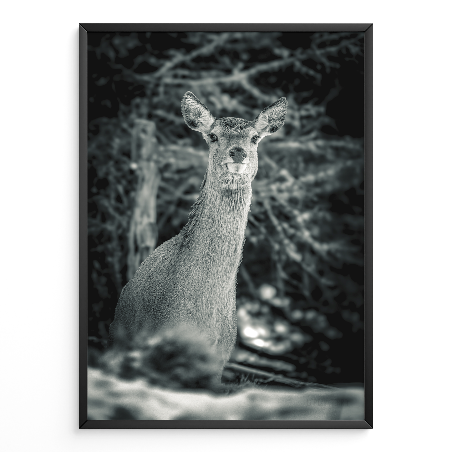 Ciervo del silencio B&N