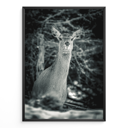 Ciervo del silencio B&N