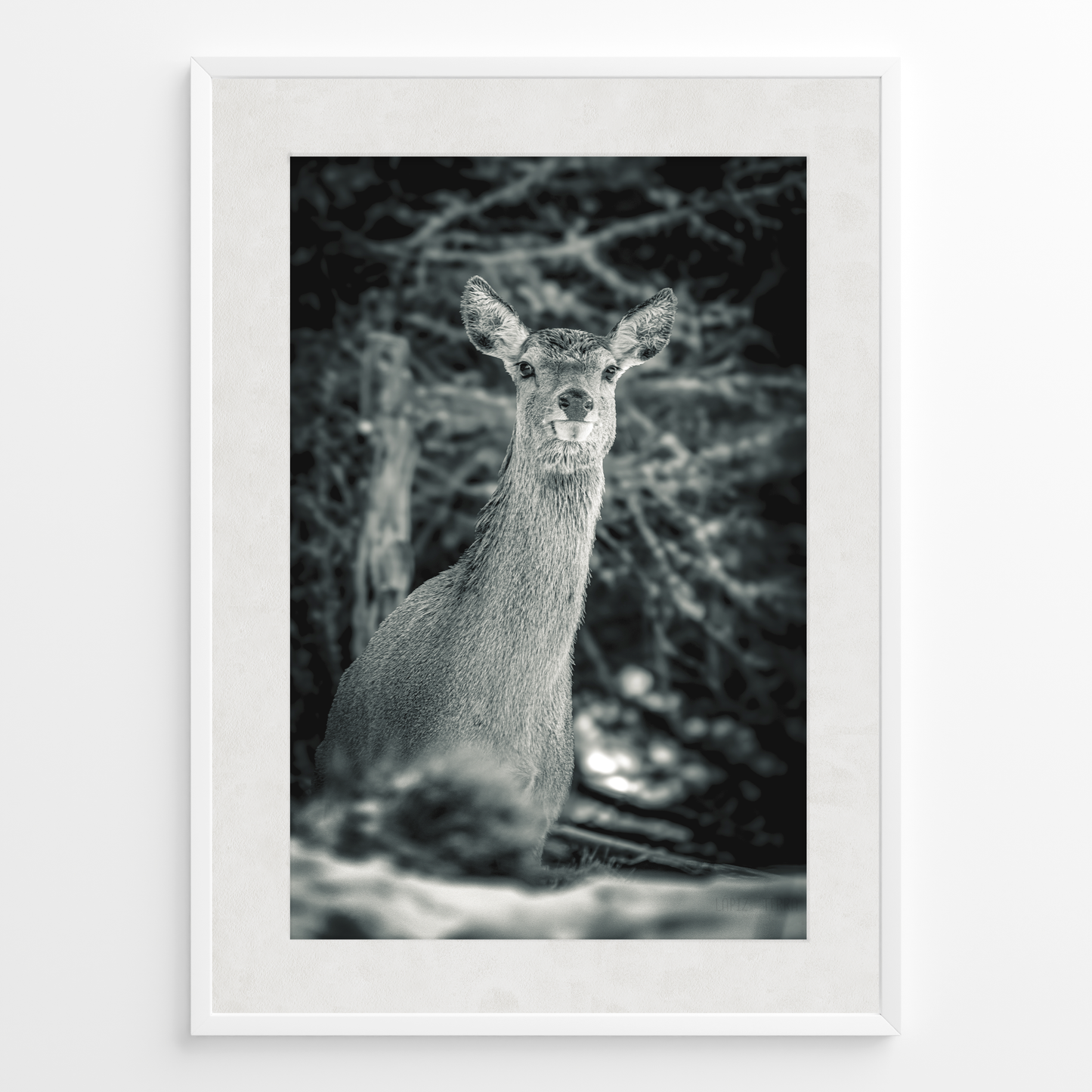 Ciervo del silencio B&N