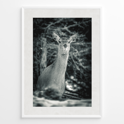 Ciervo del silencio B&N